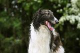 BARZOI 105